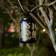 GlitzHome Modern Black Lantern 8.8" 2pcs