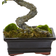 Nearly Natural Mini Olive Bonsai Tree Green Artificial Plant