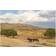 Natur Pur USA, Utah, Tooele County. Wild Horses Drinking From Waterhole Multicolour Framed Art 30.5x20.3cm