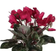 Mica Decorations Cyclamen Dark Pink Artificial Plant