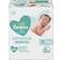 Pampers Sensitive Wipe 504pcs