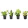 Plants for Pets Essential Houseplant Collection 4-pack