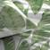 Dreams & Drapes Tahiti Duvet Cover Green (200x140cm)