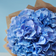 5 Blue Hydrangeas Bunches 1