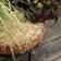 Hasselfors Garden Wood Wool 850g