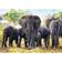 Trefl African Elephants