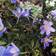 Anemone Nemorosa Robinsoniana Staude