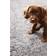 Buddy Rug My Rug Frisee Grey 80x120cm