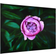 Purple peony flower in front of leaves Paraspruzzi 59cm