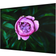 Purple peony flower in front of leaves Paraspruzzi 59cm