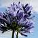 Agapanthus Hybrid 'Black Buddhist'