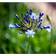 Agapanthus Hybrid 'Dr. Brouwer' Staude