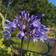 Agapanthus Hybrid 'Dr. Brouwer' Staude