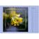 Calvendo Flower Dreams Square Desk Calendar 2025 A5