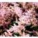Astilbe Glaberrima Hybrid 'Sprite' Staude