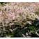 Astilbe Glaberrima Hybrid 'Sprite' Staude