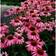 Echinacea Purpurea 'Magnus' Staude
