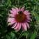 Echinacea Purpurea 'Magnus' Staude