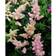 Astilbe Japonica 'Europe' Staude