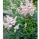 Astilbe Japonica 'Europe' Staude