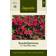 Impecta Petunia, Rondell-, F1 Tidal Wave Cherry