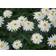 Leucanthemum Supberbum 'Wirral Supreme' Staude