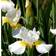 Siberian Iris Snow Queen Sommerblomst