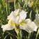 Siberian Iris Snow Queen Sommerblomst