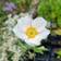 Anemone Japonica 'Honorine Jobert' Staude