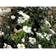Anemone Japonica 'Honorine Jobert' Staude