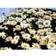 Leucanthemum 'Banana Cream' Staude