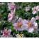 Anemone Japonica 'Königin Charlotte' Staude
