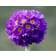 Primula Denticulata Staude