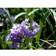 Primula Denticulata Staude