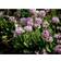 Primula Denticulata Staude