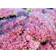 Sedum Spectabile 'Brilliant' Staude