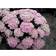 Sedum Spectabile 'Brilliant' Staude