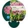 Sedum Spectabile 'Brilliant' Staude