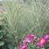 Miscanthus Sinensis 'Morning Light' Prydbusk