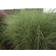 Miscanthus Sinensis 'Morning Light' Prydbusk