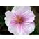 Geranium Sanguineum Var. Striatum Staude