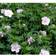 Geranium Sanguineum Var. Striatum Staude