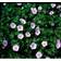 Geranium Sanguineum Var. Striatum Staude