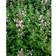 Nepeta Faassenii 'Dawn To Dusk' Staude