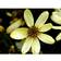 Coreopsis Verticillata 'Moonbeam' Staude