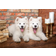 Castorland Samoyed Puppies Say Hello 1000 Pieces