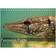 Calvendo Fascination Fishes Desk Calendar 2025 A5