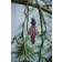 Lene Bjerre Norille Pomegranate Julgranspynt 12cm