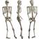 Shatchi Skeletons Halloween Decoration White