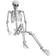 Shatchi Skeletons Halloween Decoration White